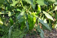 Pimiento