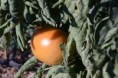 Tomates 