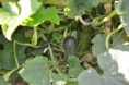 Pepino
