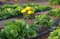 Lechuga