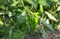 Pimiento